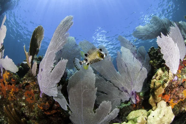 Bellissimo corallo colorato con sfondo blu acqua in Key Largo, Florida — Foto Stock