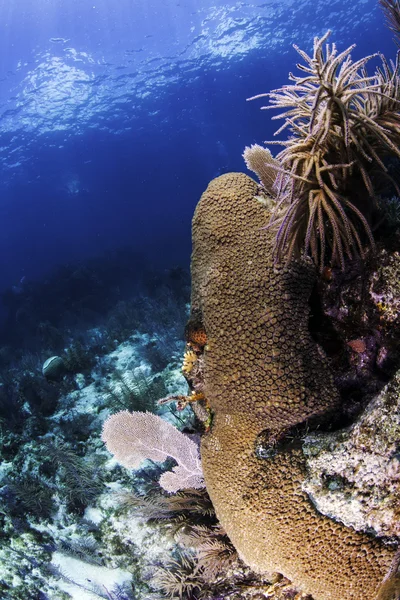 key largo, florida su mavi arka plan ile güzel renkli mercan