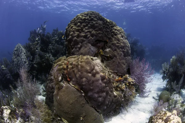 Beau corail coloré avec fond d'eau bleue à Key Largo, Floride — Photo