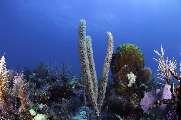 Wunderschöne farbenfrohe Koralle mit blauem Wasserhintergrund in Schlüssellargo, Florida — Stockfoto