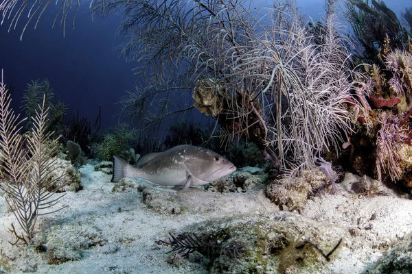 key largo, florida su mavi arka plan ile güzel renkli mercan
