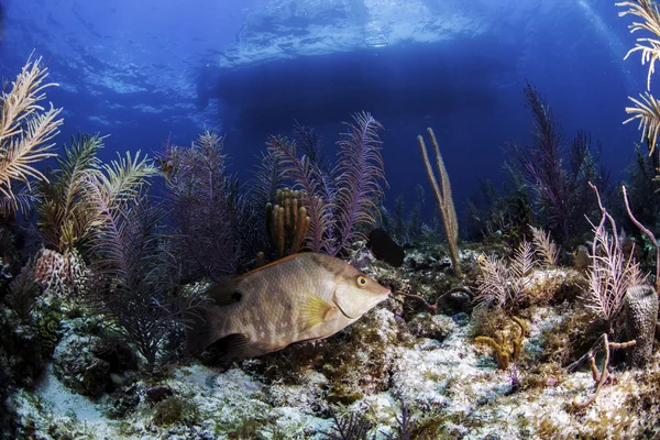 在佛罗里达州基拉戈表面上艳丽的珊瑚与蓝色的水背景和船在游泳的猪形鱼 — 图库照片