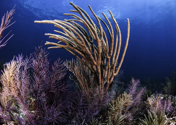 Hermoso arrecife de coral suave en Key Largo, Florida con un fondo de agua azul — Foto de Stock