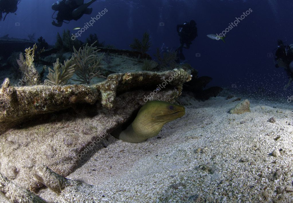 Green Moray eel coming out of a shipwreck with divers looking on in