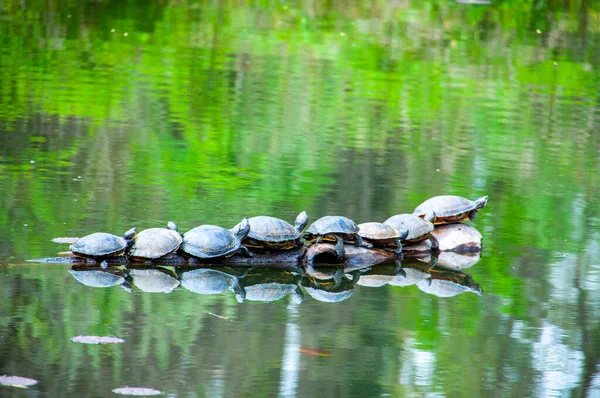 Солнечные Черепахи Бревне Пруду — стоковое фото