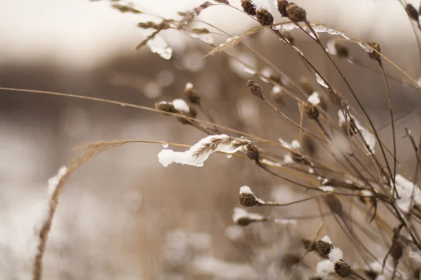 Grass in de ICES- — Stockfoto