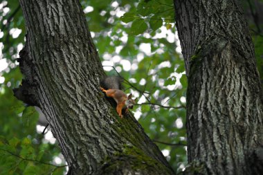 Dişinde fındık olan bir ağaçtaki sincap.       