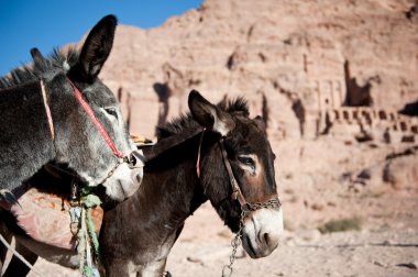 Ürdün, petra iki eşek