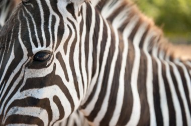 Bir zebranın portresi