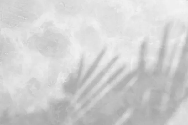 Αφηρημένη Σκιά Φύλλων Τσιμεντένιου Τοίχου Αποτέλεσμα Επικάλυψης Για Φωτογραφία Μακιγιάρισμα — Φωτογραφία Αρχείου