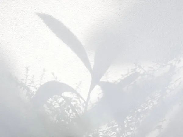 Schaduw Van Bladeren Een Witte Betonnen Muur Natuur Abstracte Achtergrond — Stockfoto
