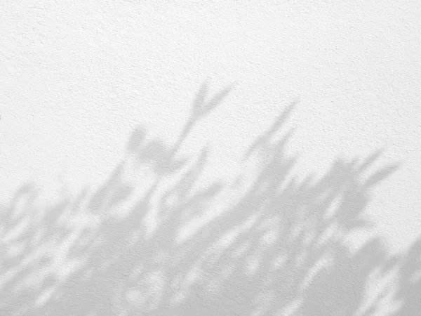 Φυσική Σκιά Φύλλων Τσιμεντένιο Τοίχο Αποτέλεσμα Επικάλυψης Για Φωτογραφία Mock — Φωτογραφία Αρχείου