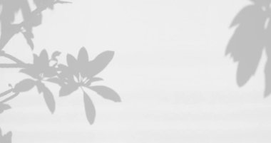 Beyaz duvar arkaplanındaki yaprağın gerçekçi gölgesi, fotoğraf, taklit, ürün, duvar sanatı, tasarım sunumu için üst üste efekt