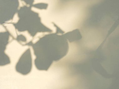 Renkli arka planda yaprağın gölgesi. Soyut nötr doğa kavramı. 