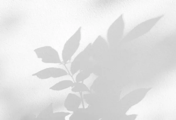 Φυσική Σκιά Φύλλων Φόντο Λευκού Τσιμέντου — Φωτογραφία Αρχείου