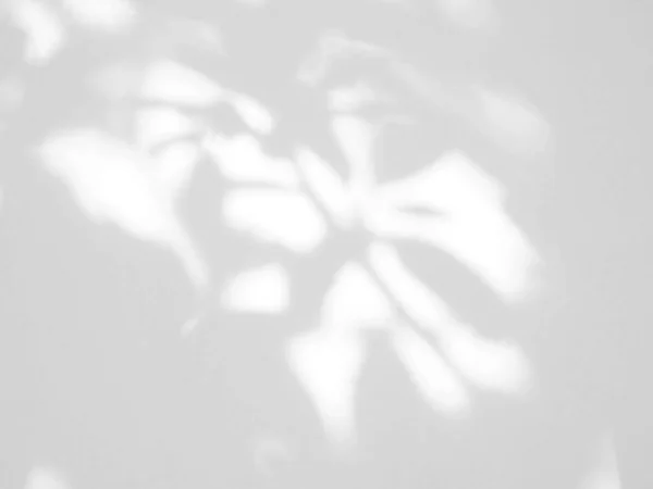 Natural Shadow Leaves White Wall Overlay Effect Photo Mock Product — Stockfoto