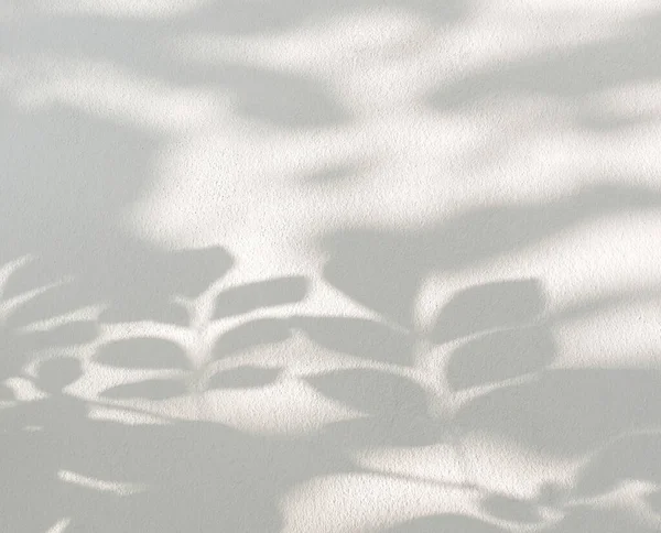 Natural shadow of leaves on white concrete wall background.