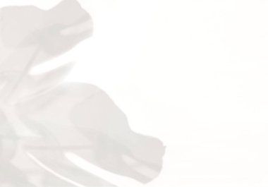 Monstera yapraklarının gölgesi beyaz duvarda fotokopi alanı ile örtüşüyor, fotoğraf için örtüyor, taklit ediyor, ürün, duvar sanatı, tasarım sunumu