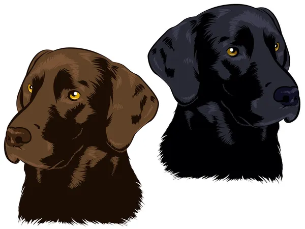 Chocolate and Black Labs — Stock Vector