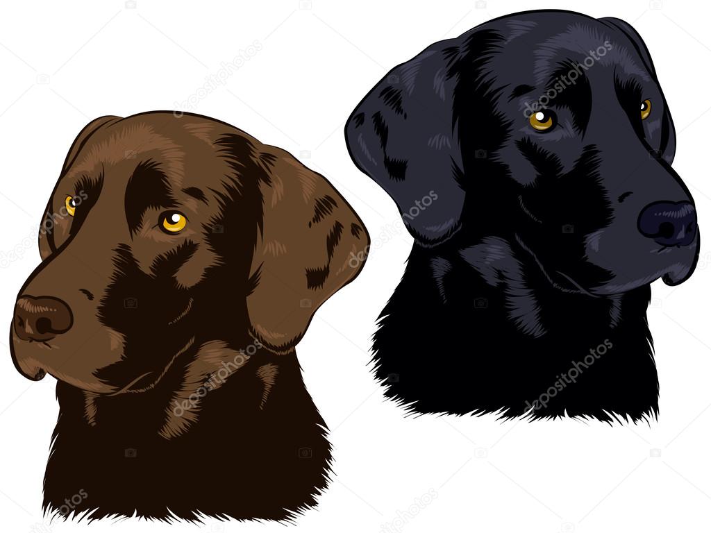 Chocolate and Black Labs