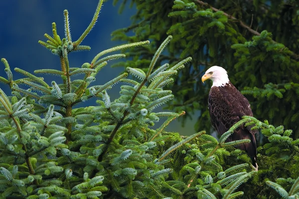 Apex0007126 — Stockfoto