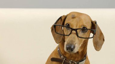 Gözlüklü bir dachshund portresi. 