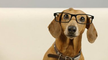 Gözlüklü bir dachshund portresi. 