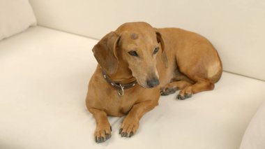 Evdeki kanepede tatlı bir dachshund yatıyor..