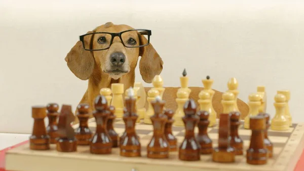 A portrait of a clever dachshund in glasses sits at a chess set. — Zdjęcie stockowe