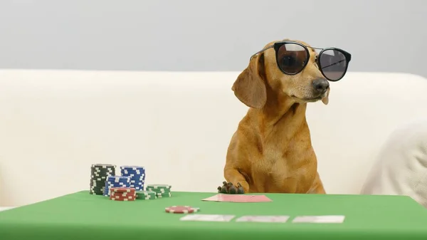 depositphotos_538570698-stock-photo-stylish-dachshund-plays-poker.jpg