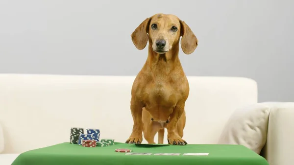 Un perro salchicha inteligente está sentado en una mesa de póquer. — Foto de Stock
