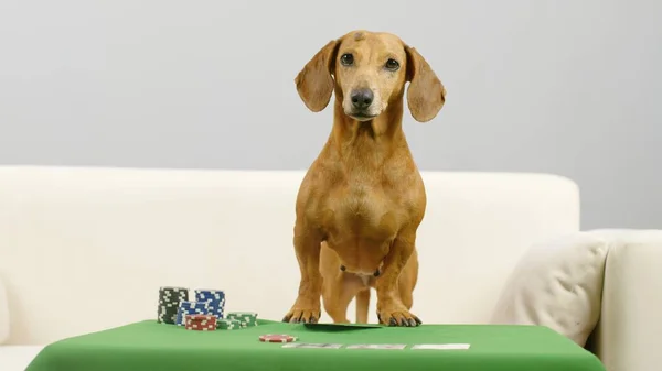 Akıllı bir dachshund poker masasında oturuyor.. 