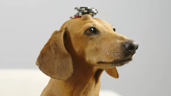 Portrait of a dachshund with chips on his head. — Stock Photo, Image