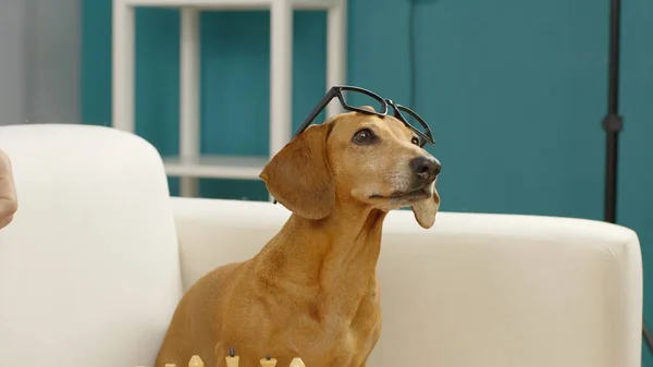 A smart dachshund with glasses sits on the couch and barks. — Stock Photo, Image