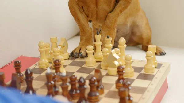 Close-up of a smart dachshund playing chess. Board game — Zdjęcie stockowe