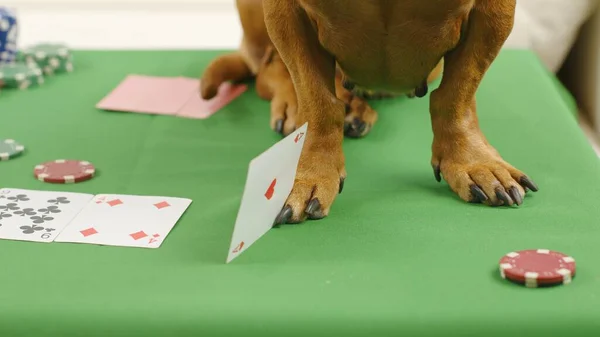 Bir dachshund 'un yakın çekimi poker oyunu ve kartlarla bir masanın üzerinde duruyor.. 