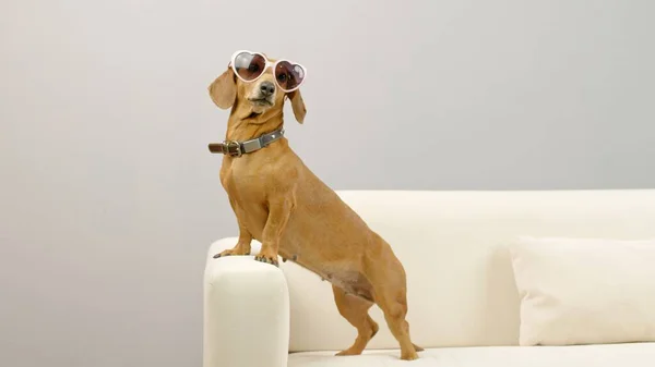 Portrait of a dachshund in pink glasses. — 图库照片