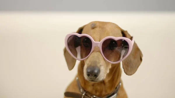 Portret van een teckel in roze bril. — Stockfoto