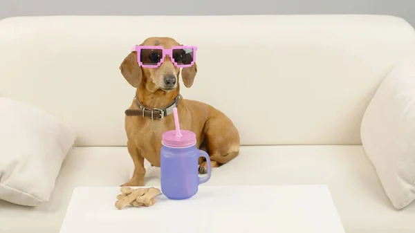 A cheerful dachshund in pink glasses sits on the sofa with a glass of cocktail. — Stock Photo, Image