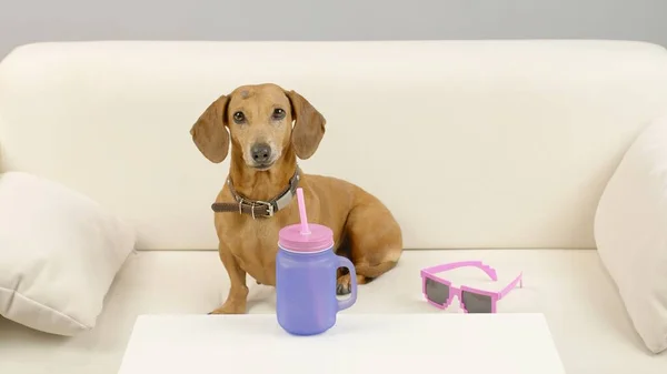 A cheerful dachshund in pink glasses sits on the sofa with a glass of cocktail. — Stock Photo, Image