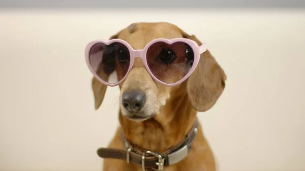 Portrait of a dachshund in pink glasses. - Stock-foto