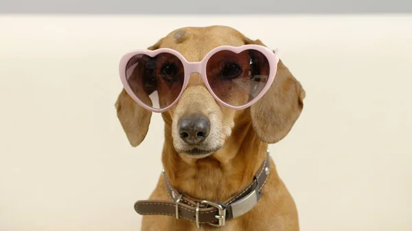 Portret van een teckel in roze bril. — Stockfoto