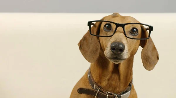 Portrait of a dachshund with glasses. — Stock Photo, Image