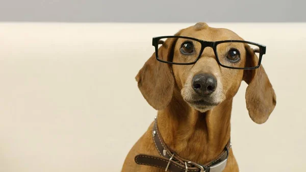 Gözlüklü bir dachshund portresi. 