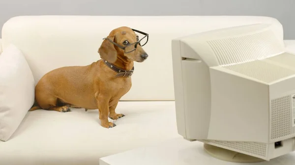 Ein gelehrter Dackel sitzt und blickt auf den Monitor eines alten Computers. — Stockfoto