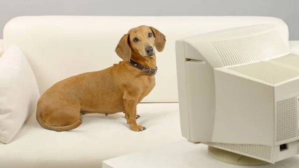 Bilge bir dachshund oturur ve eski bir bilgisayarın monitörüne bakar..