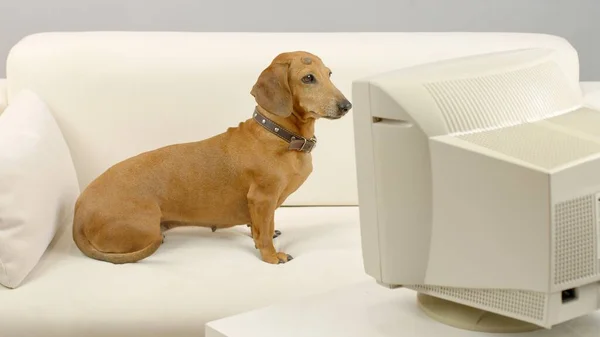 Bilge bir dachshund oturur ve eski bir bilgisayarın monitörüne bakar.. — Stok fotoğraf