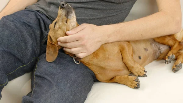 A man stroking a red-haired dachshund. — Stock Photo, Image
