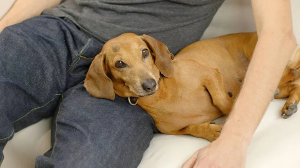 A man stroking a red-haired dachshund. — Stock Photo, Image