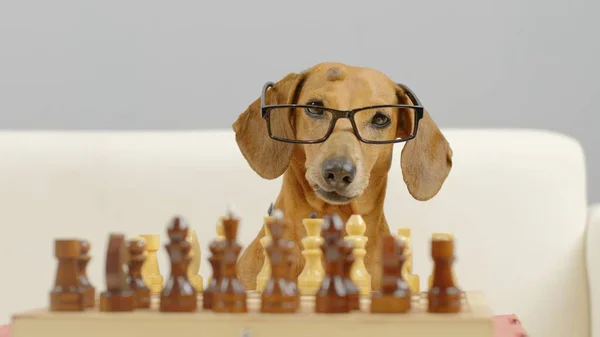 Porter van een volbloed teckel met bril op schaken. Stockfoto
